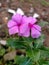 Â Catharanthus roseus Vinca Tapak Dara